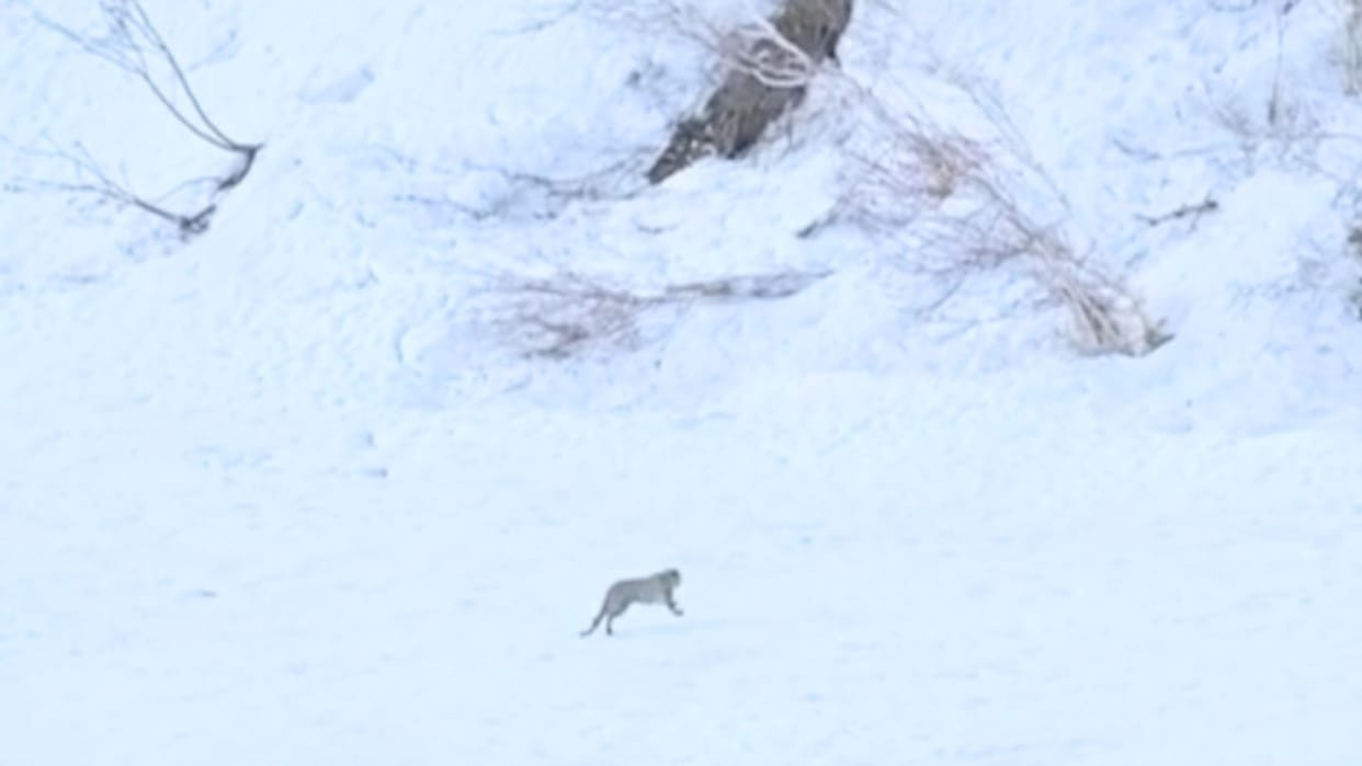 Himachal: Rare snow leopard spotted in Sural Bhatori, pictures captured in trap cameras
