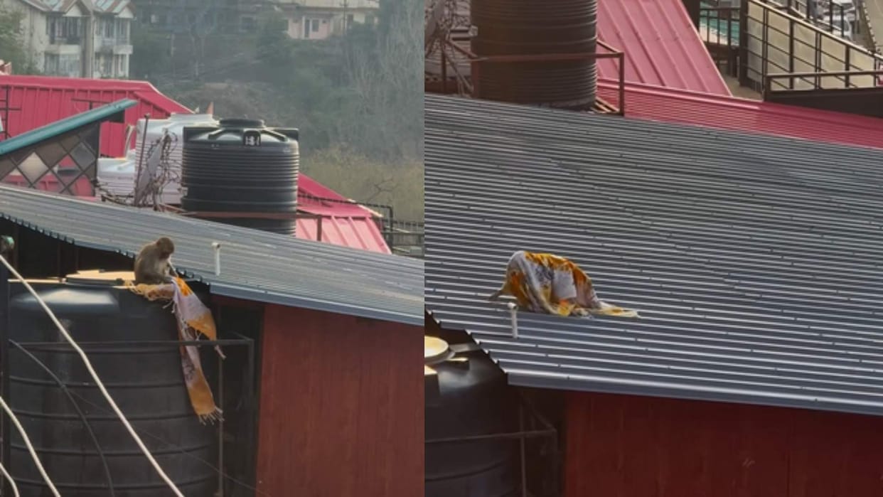 Shimla monkey blushing like a bride wearing a colourful dupatta has won millions of hearts video goes viral