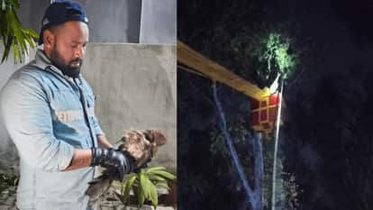 owl got trapped in at height of 80 feet on tree rescue operation chandigarh