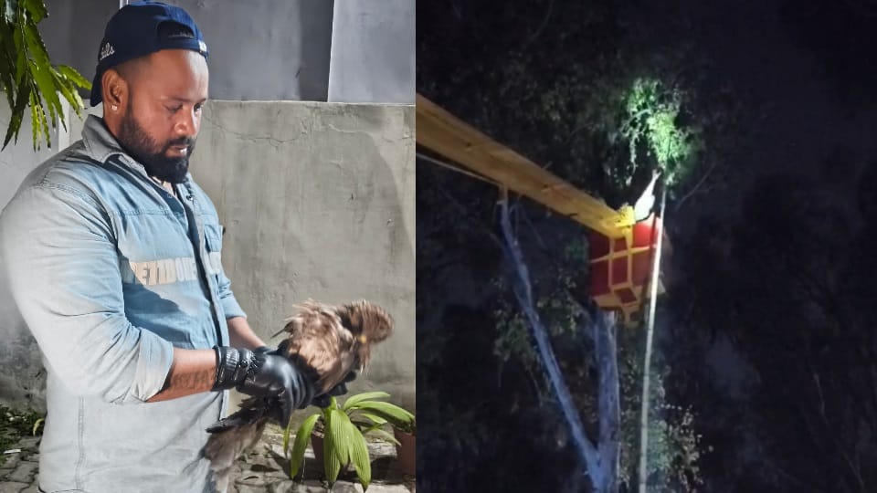 owl got trapped in at height of 80 feet on tree rescue operation chandigarh
