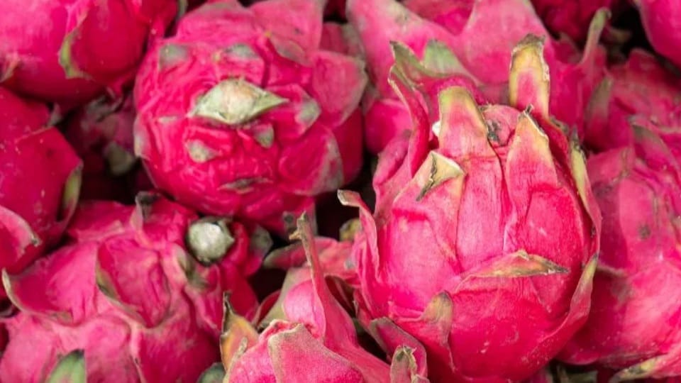 Now dragon fruit will bloom even on the barren land of Shivalik