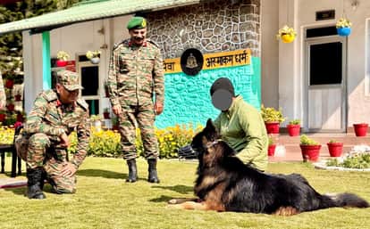 Soldier dog Tyso' recovering rapidly after being shot