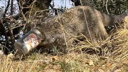 Himalayan palm civet head stuck in a plastic jar rescued by author Stephen Alter Mussoorie Uttarakhand news