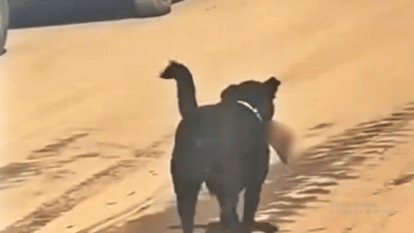 Shimla News Chamiyana Hospital A dog was seen roaming around with a human leg in its mouth