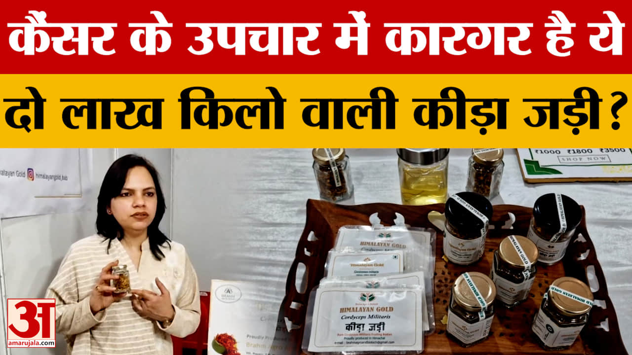 Mandi: शिवरात्रि मेले में दो लाख किलो वाली कीड़ा जड़ी