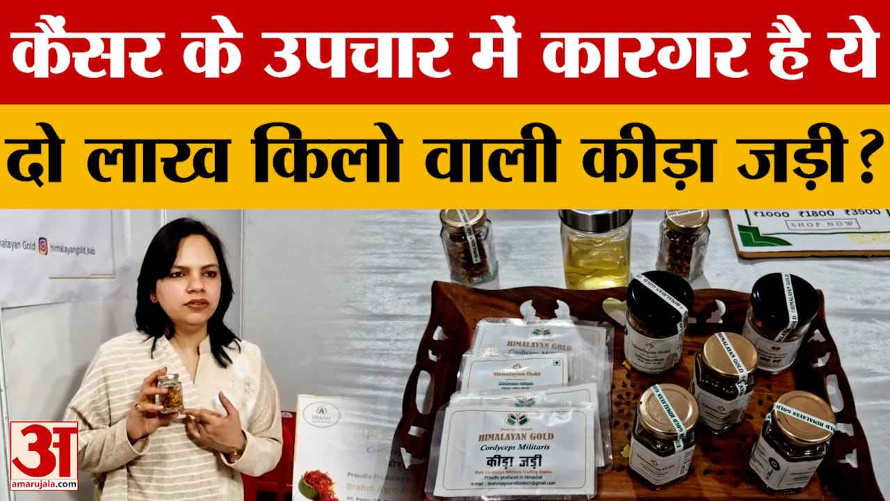 Mandi: शिवरात्रि मेले में दो लाख किलो वाली कीड़ा जड़ी