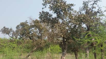 Palash forest of Badaun remained deserted in the month of Phalgun on holi