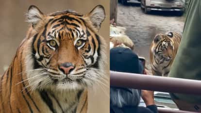 Rajastha ranthambore National Park Tiger surrounded by safari jam responsible tourism concern video goes viral