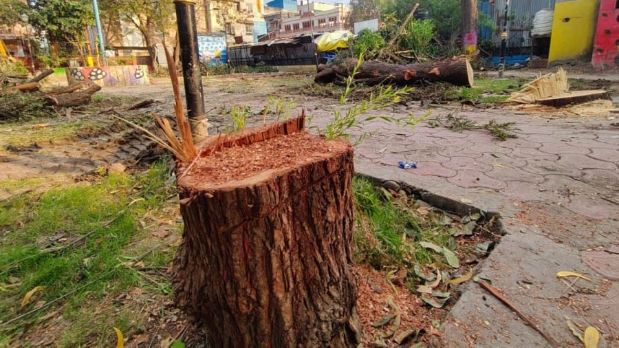 Indore News protest tree cutting Metro Station Chhota Ganpati Temple