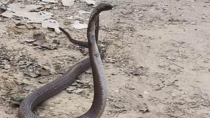 Baghpat: A young man was sleeping with his hand hanging on the cot, a snake bit his finger