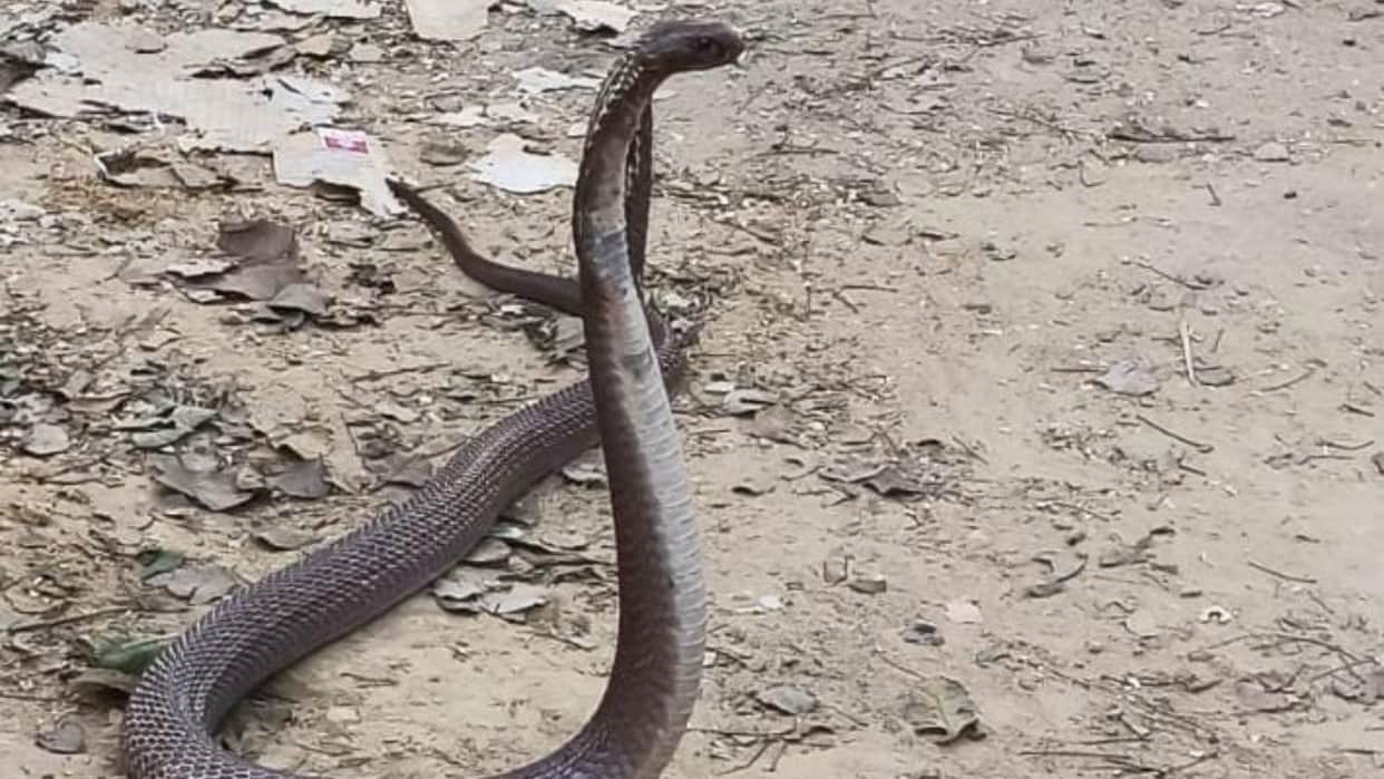 Student dies after time is lost on faith healing following snakebite