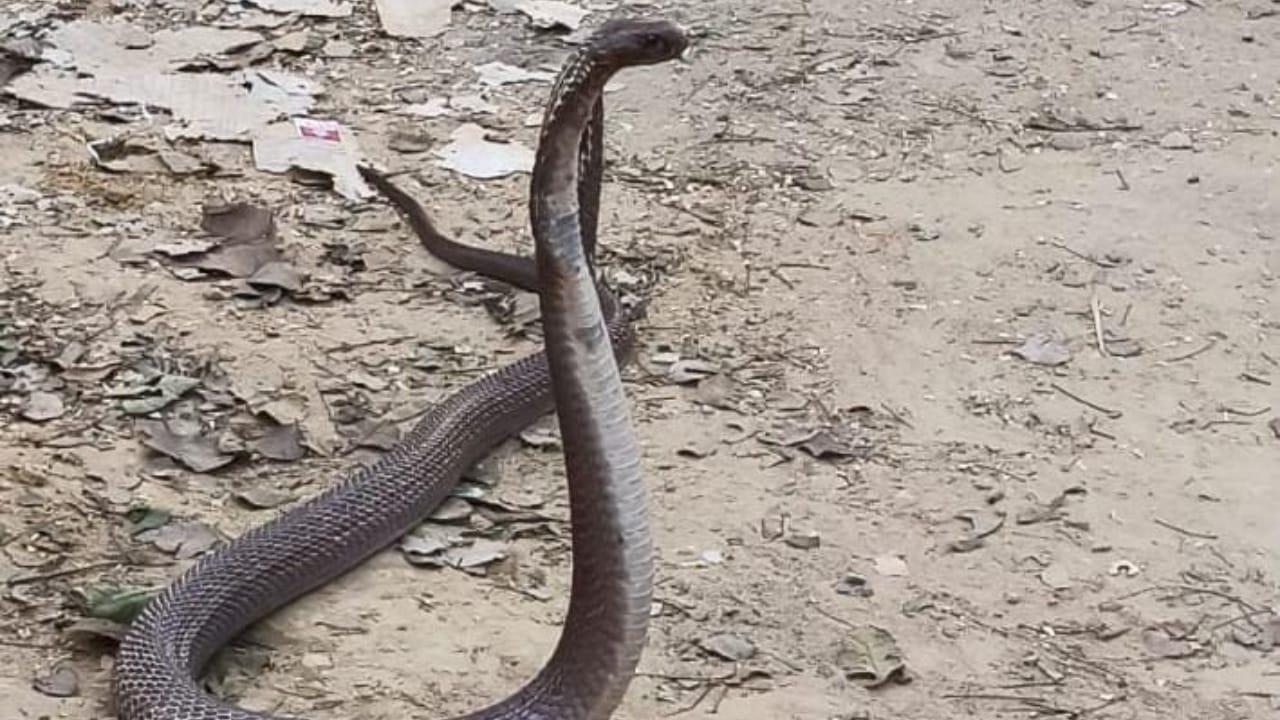 कोबरा सांप