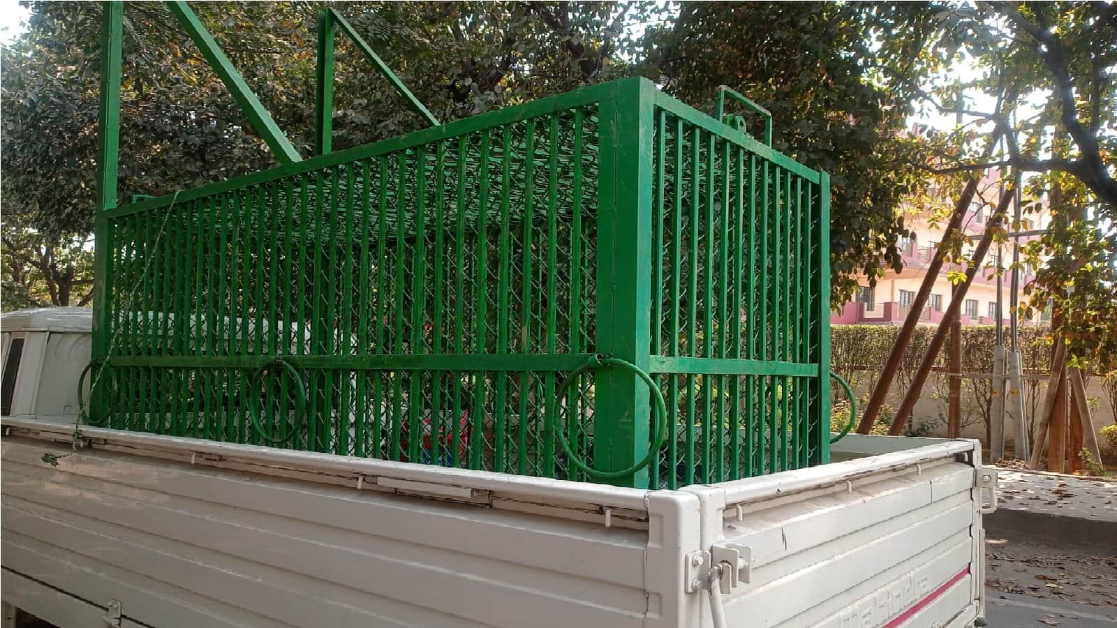 Leopard caught after six hour rescue operation