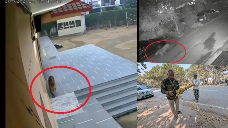 Leopard enters Ghaziabad school, captured on CCTV