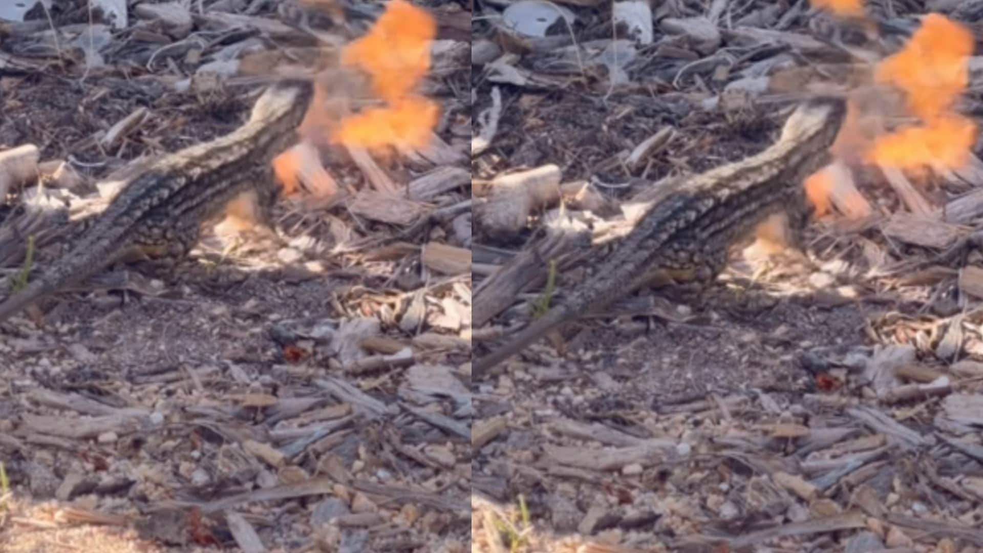 Viral Video Shows Lizard Igniting Its Tail Like a Matchstick Baffling the Internet