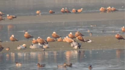 Hospitality Less cold more warmth guest birds started returning from Asan Barrage Sirmour Himachal