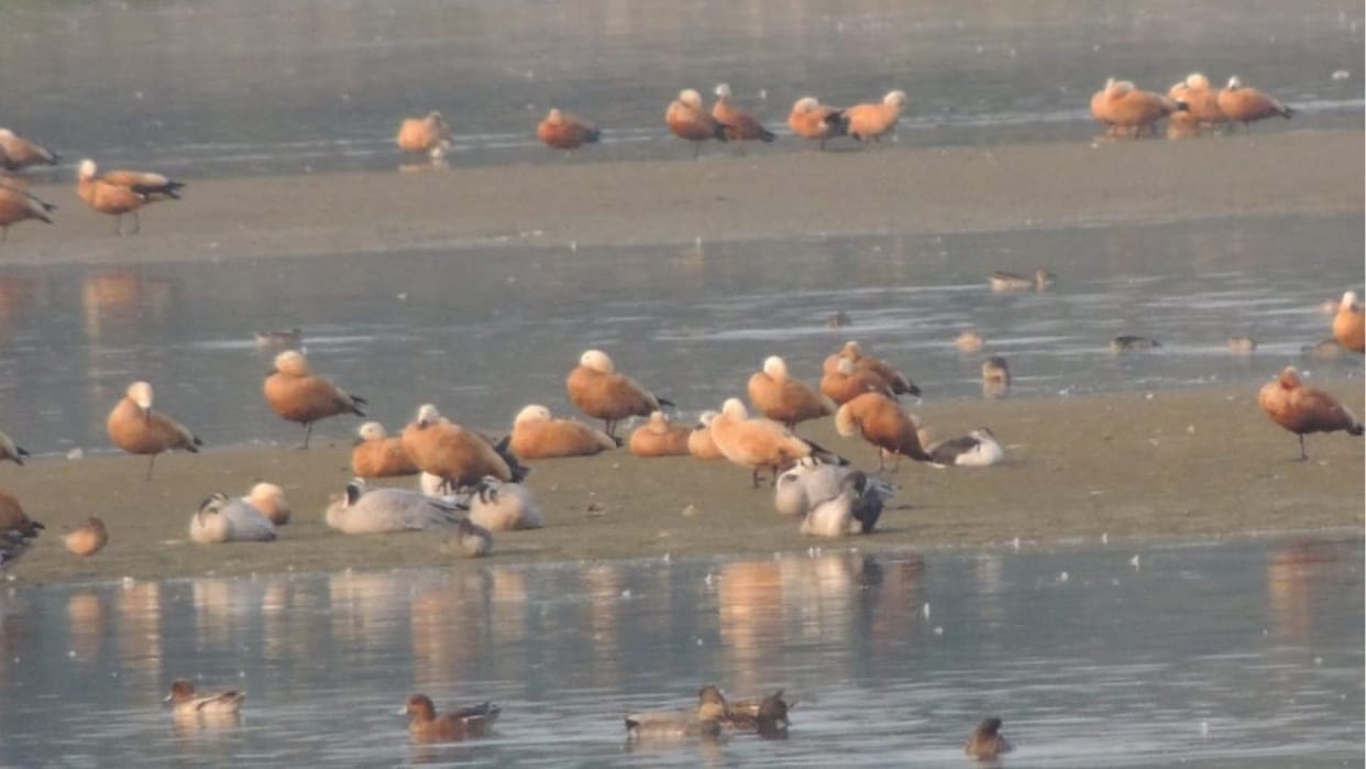 Hospitality Less cold more warmth guest birds started returning from Asan Barrage Sirmour Himachal