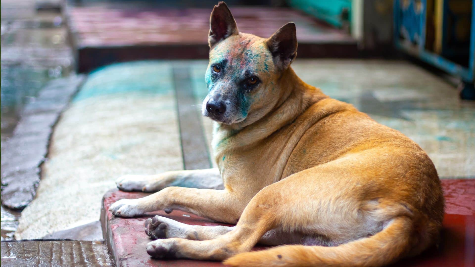 Safe Holi Guide 2026: Protect Children and Pets from Toxic Colors and Noise