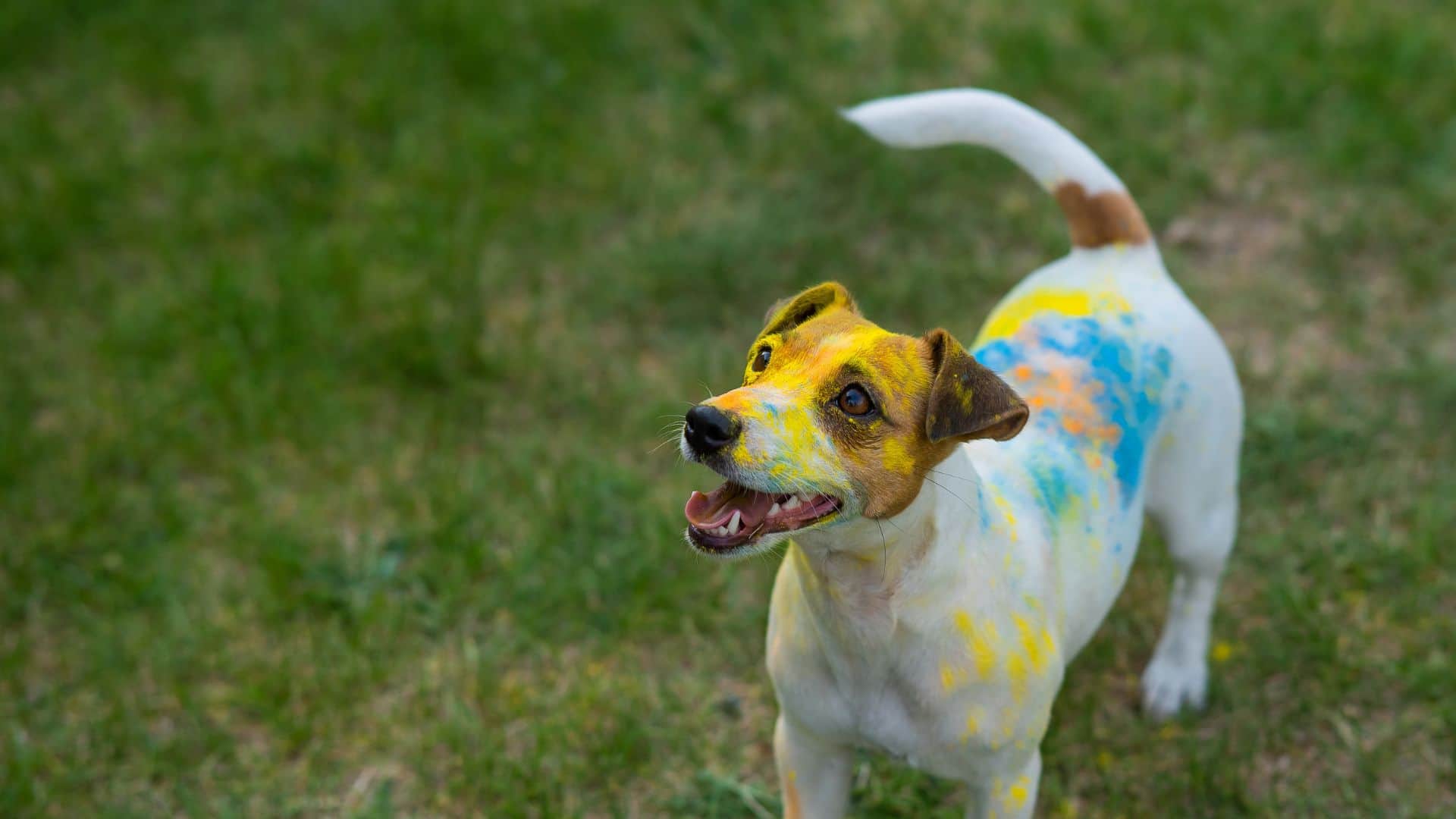 Safe Holi Guide 2026: Protect Children and Pets from Toxic Colors and Noise
