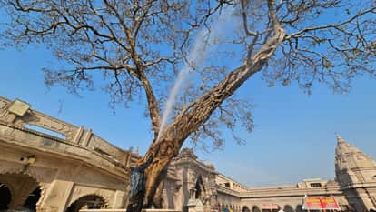 Kashi Vishwanath Temple Peepal tree will remain green for 200 years Ganga water used for treatment in varanasi
