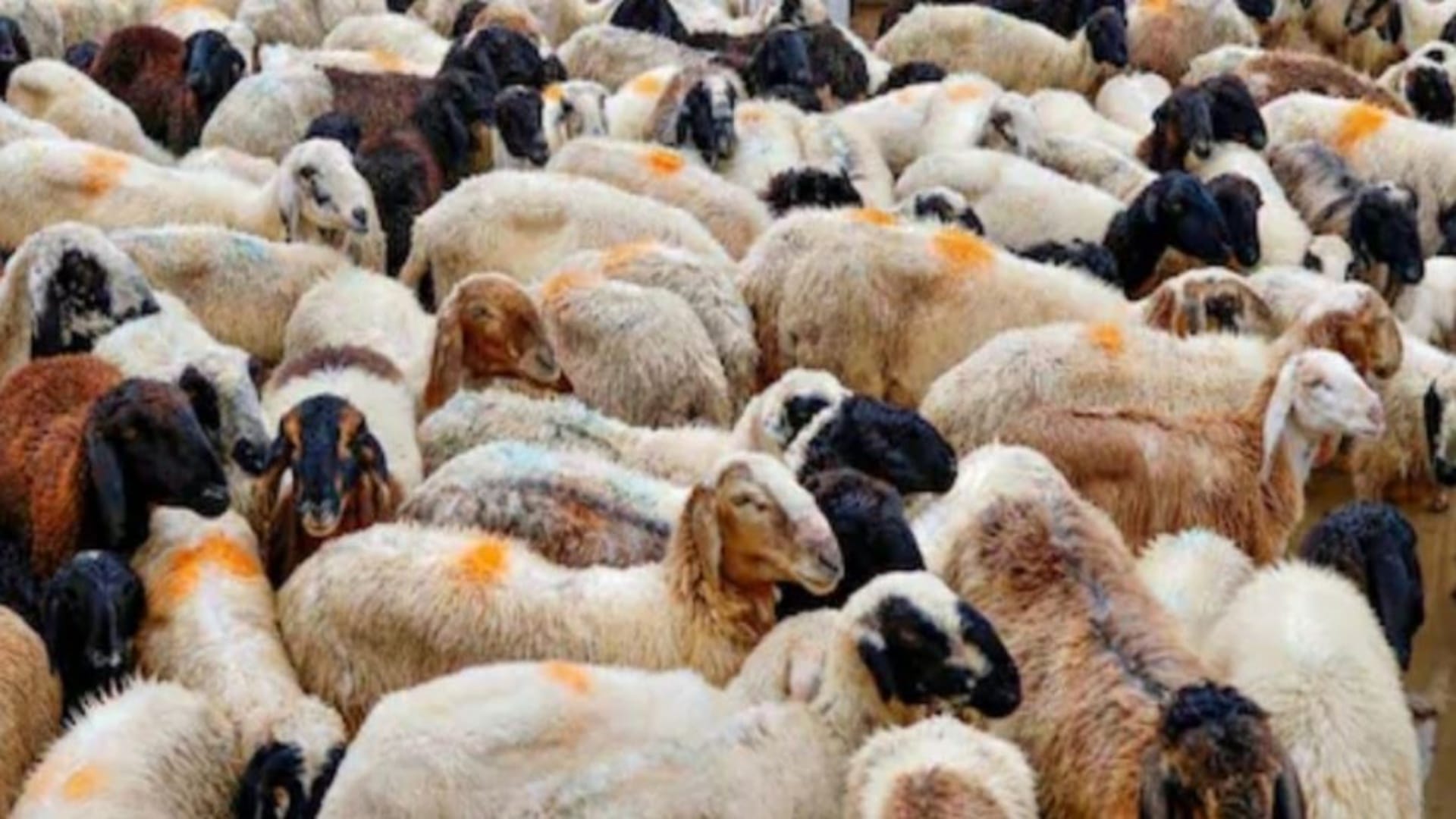 हल्दी का घोल पिलाते ही मरने लगी भेड़-बकरियां