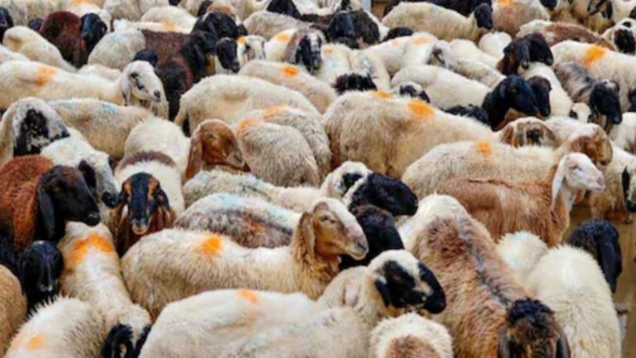 Sehore News: 61 Sheep, Goats Die After Turmeric Dose in Ashta, Adulteration Suspected, Probe Underway