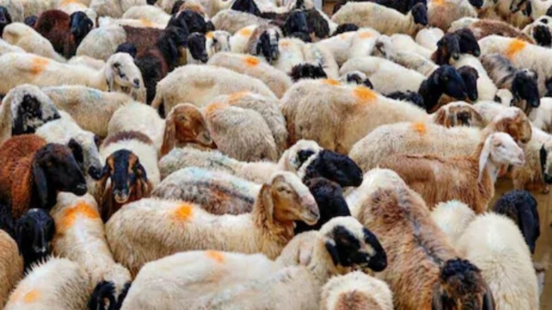 हल्दी का घोल पिलाते ही मरने लगी भेड़-बकरियां