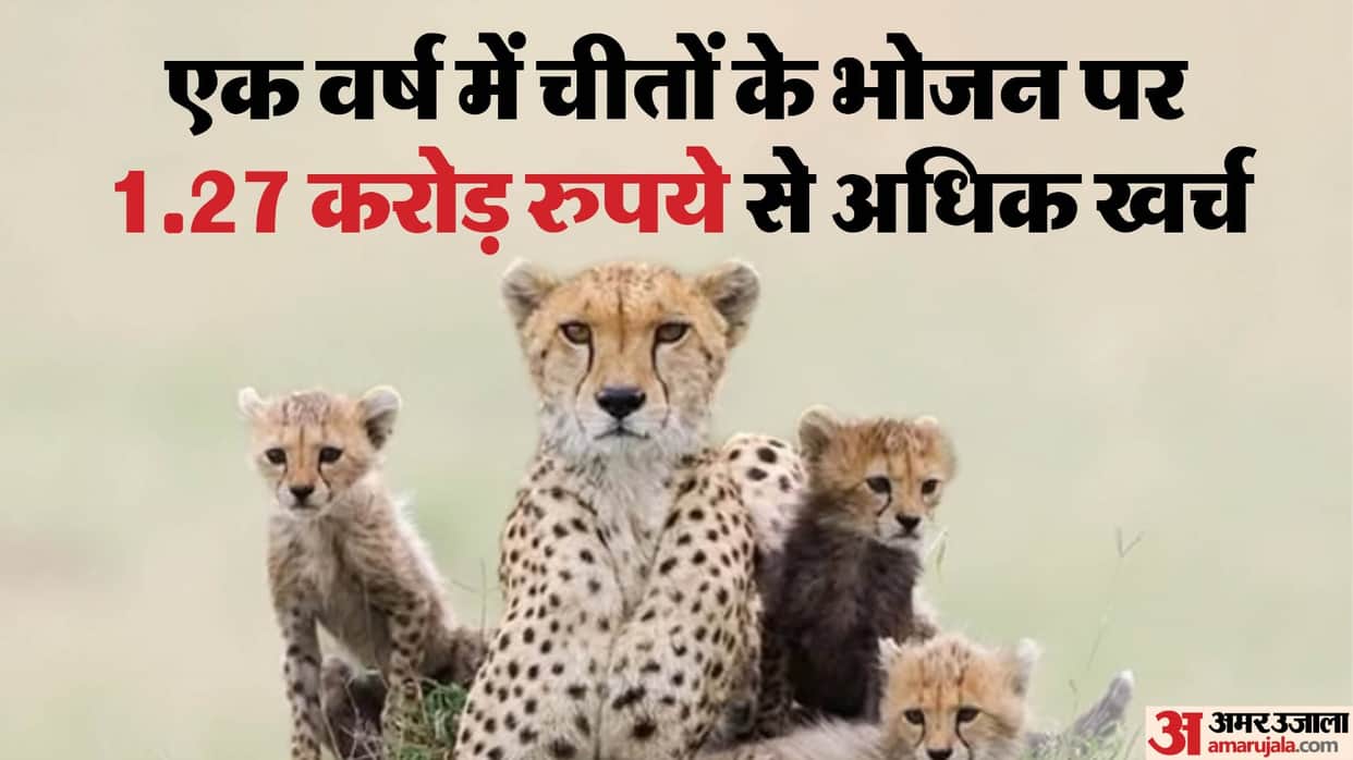 MP News: The cheetahs of Kuno are very fond of goats, they ate mutton worth Rs 1.25 crore in a year.