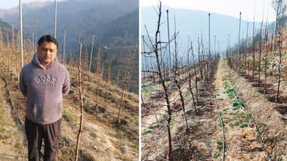 Shimla Sunil is challenging American and New Zealand apples by growing dwarf plants