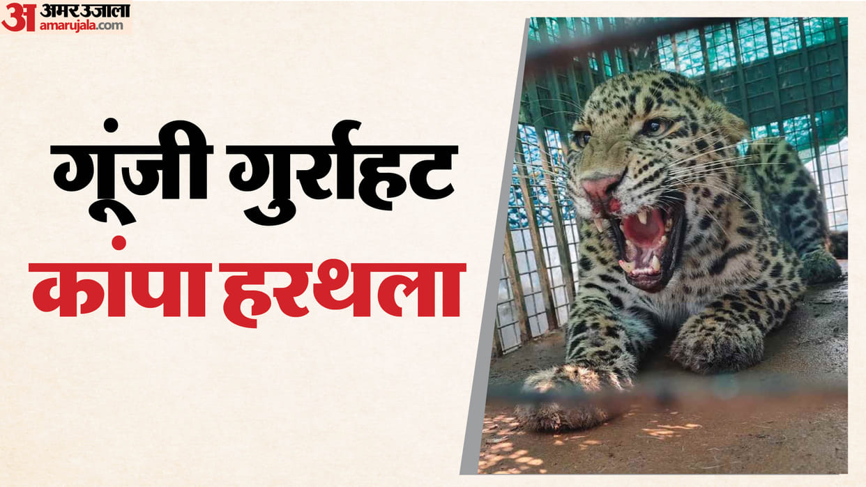 Video: Leopard roar in Moradabad wakes people up, locks them in bathroom for five hours
