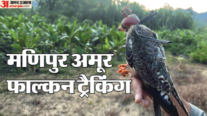 Falcon Training second phase of project three Amur falcons arrived Africa from Manipur in 10 days Know details