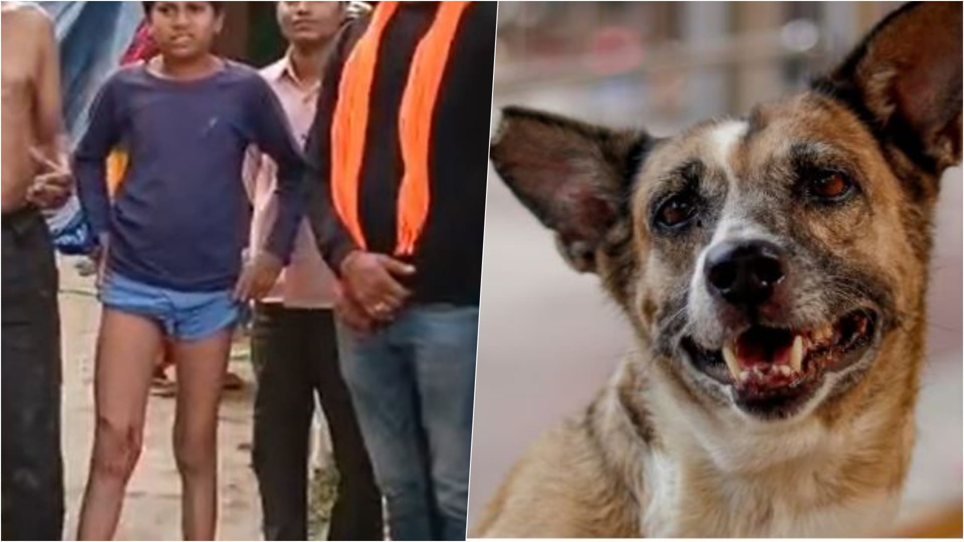 आवारा कुत्तों का आतंक