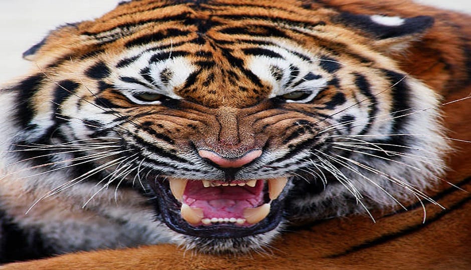 Sitting on the scaffolding, preparations are underway to tranquilize the tiger