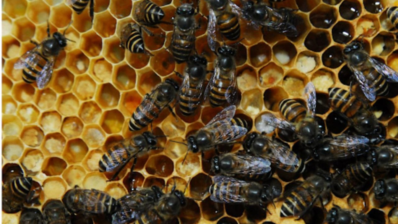 Himalayan Bee Park will be built for the conservation of native bees