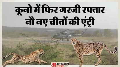 MP News 9 Cheetahs from Botswana Reach Kuno National Park India Cheetah Count Nears 50