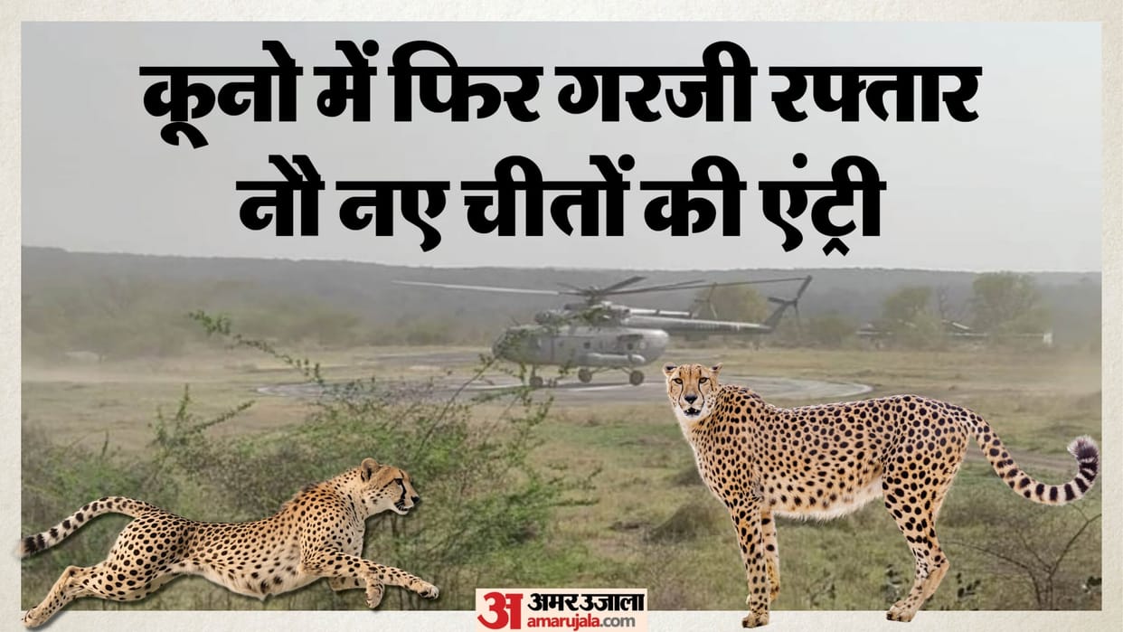 MP News 9 Cheetahs from Botswana Reach Kuno National Park India Cheetah Count Nears 50