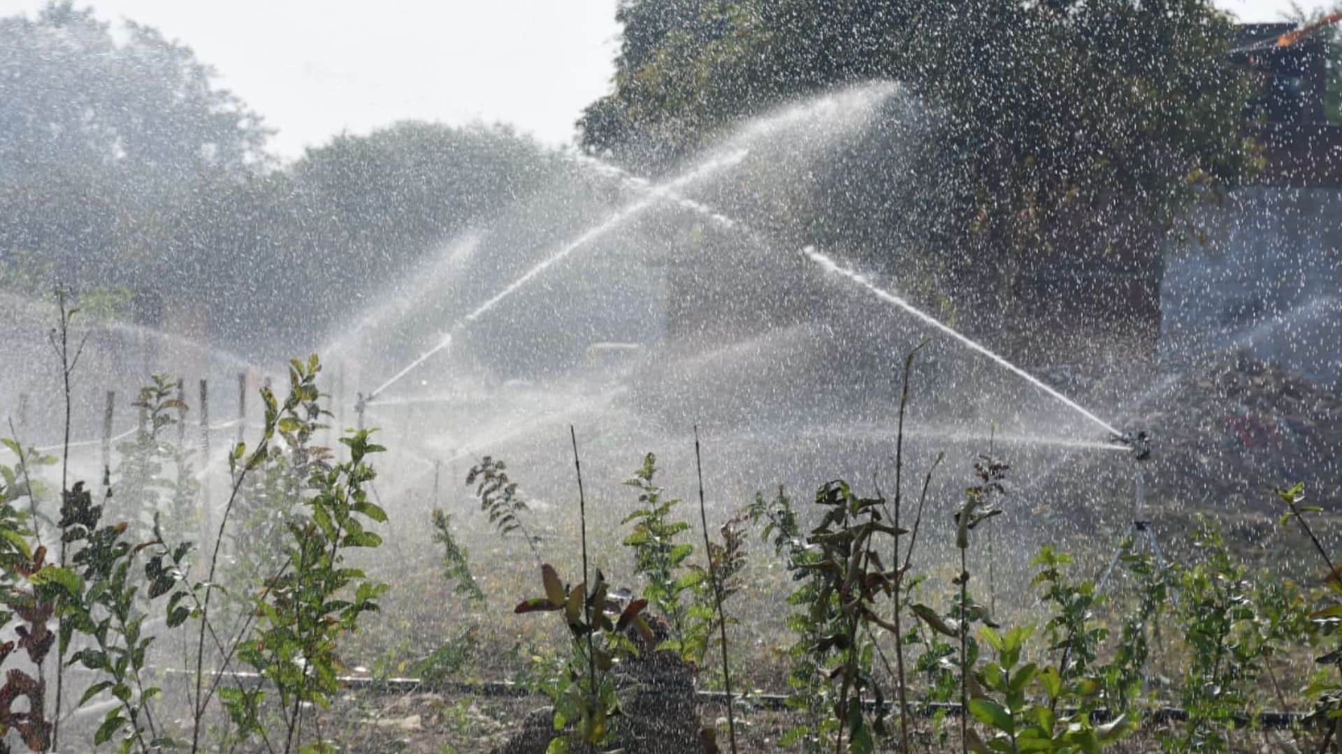 Plantation in Kashi Urban forest on 350 bighas of land special irrigation for 45 minutes three times week