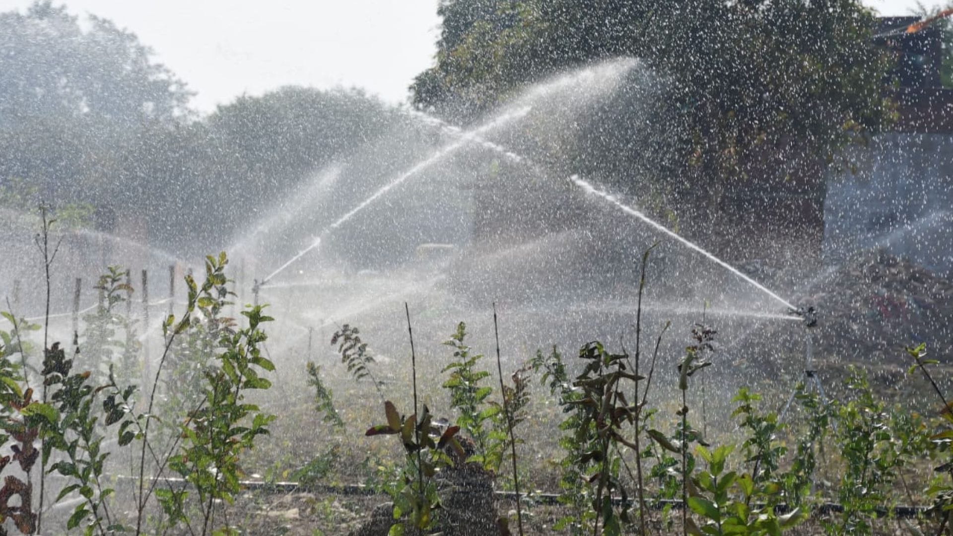 Plantation in Kashi Urban forest on 350 bighas of land special irrigation for 45 minutes three times week