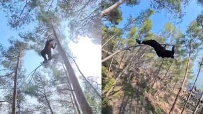 Viral video french traceur anthony denis specializes in extreme tree parkour with the agility of a monkey