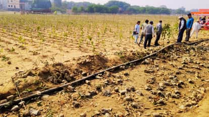 One hour 20000 people 350 bighas of land 300,000 saplings planted to set Guinness World Record