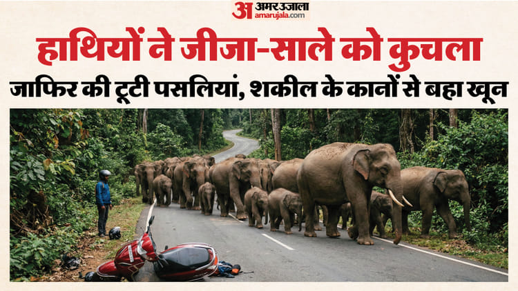 हत्यारे हाथी: घर जा रहे जीजा-साले को पैरों से कुचला, जाफिर की टूटीं पसलियां; शकील के दोनों कानों से बहा खून