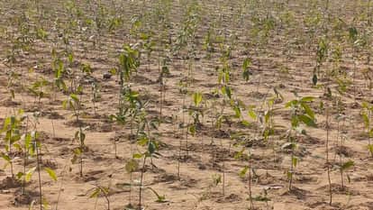 Tree plantation FIR filed for misinformation and obstruction of government work misleading reporting