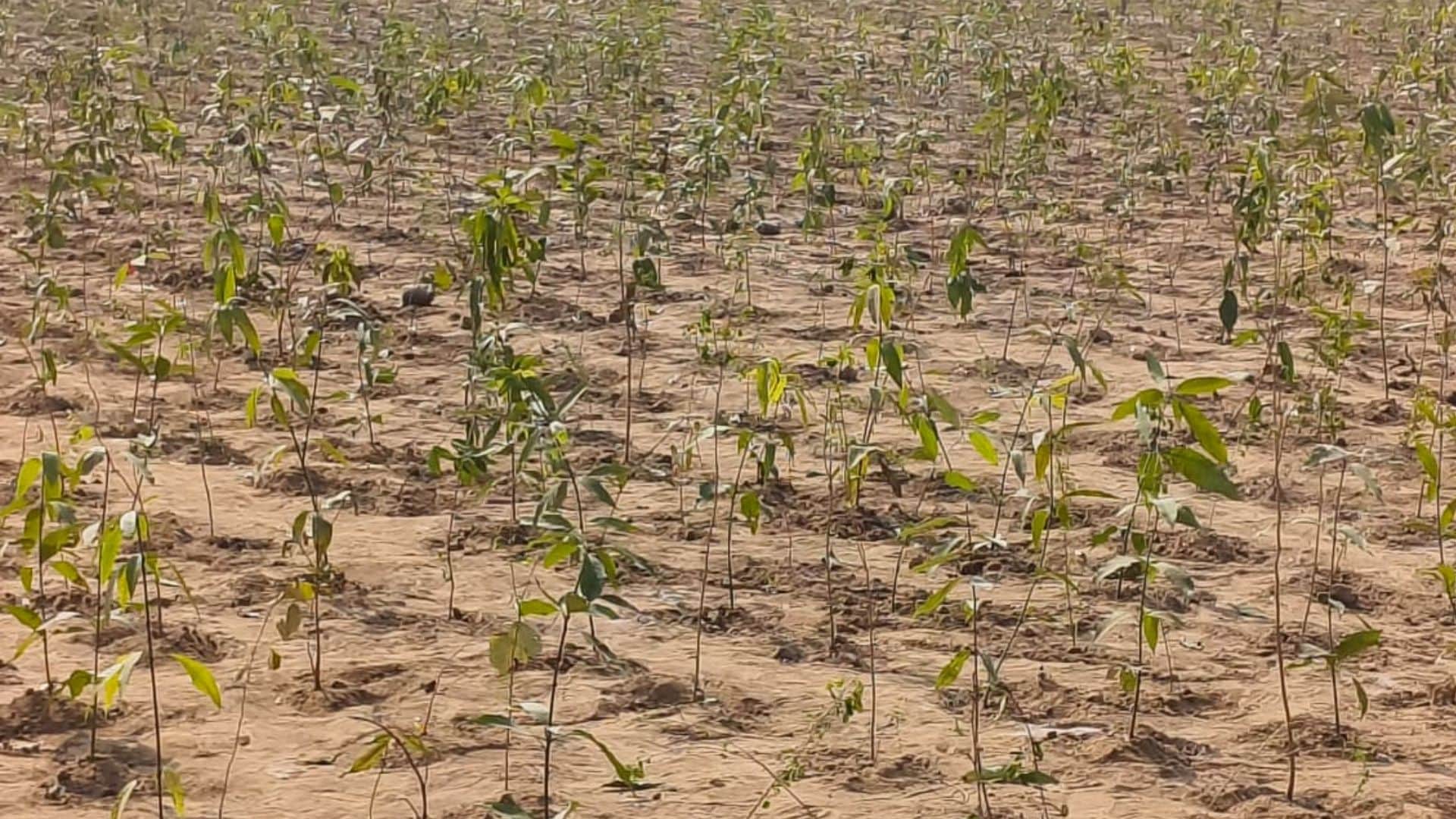 काशी में वृहद पाैधरोपण।