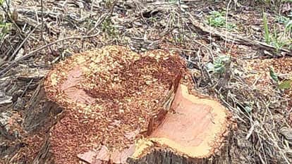 Thousands of Khair trees cut down by smugglers from Asarewali forest in Panchkula