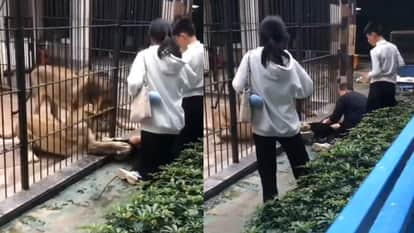 Lion attacked video girl who had come to visit the zoo was suddenly attacked by a lion video goes viral