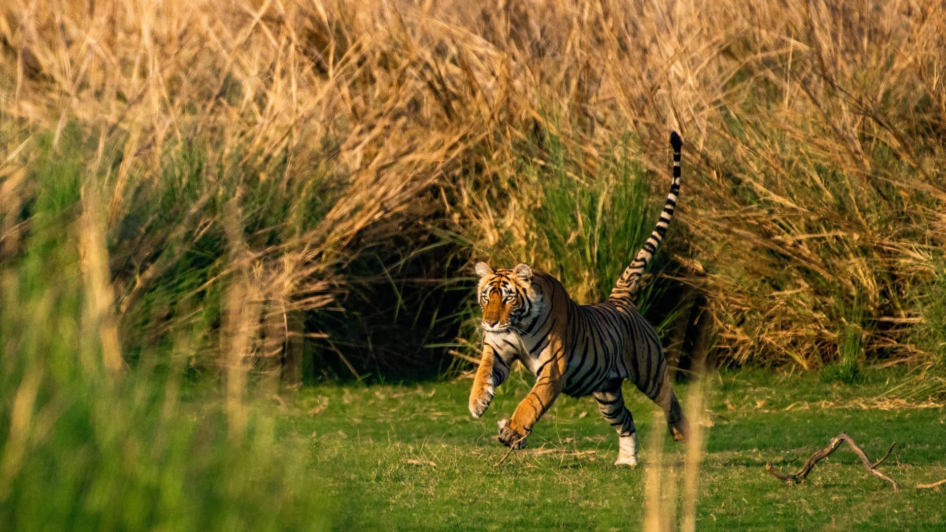 Ranthambore National Park: Best Time for Tiger Sighting in March & Safari Booking Guide 2026