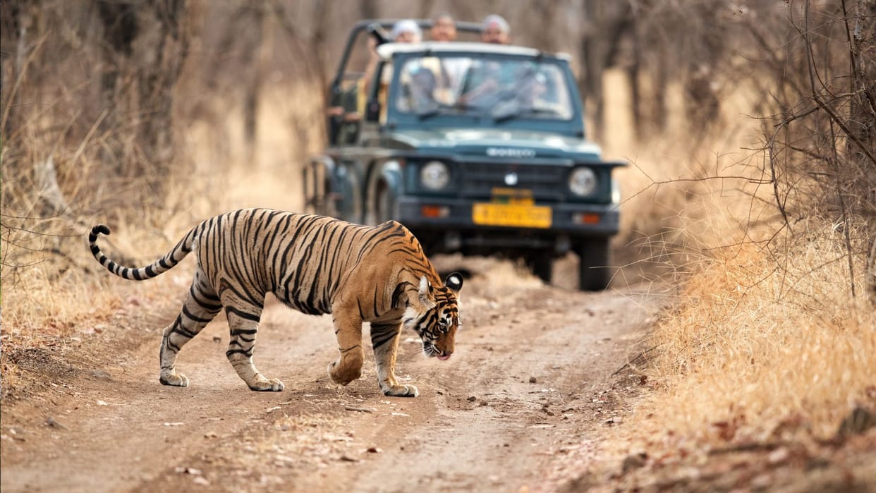 Rajasthan Tiger: Canine Distemper Scare Puts Rajasthan Forest Department on Alert