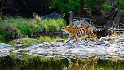 Tiger Hunting Baby Deer Peacock Flies Away Jungle Safari Shocking Video Goes Viral