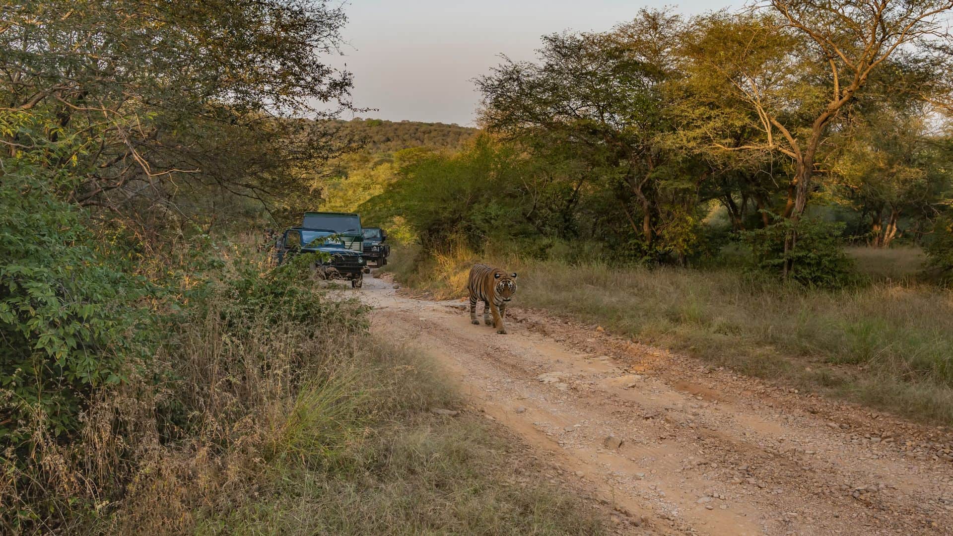 Ranthambore National Park: Best Time for Tiger Sighting in March & Safari Booking Guide 2026