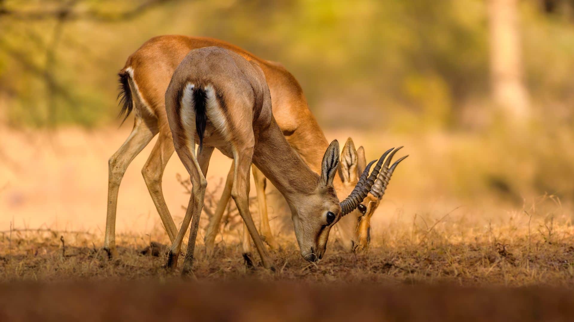 Ranthambore National Park: Best Time for Tiger Sighting in March & Safari Booking Guide 2026